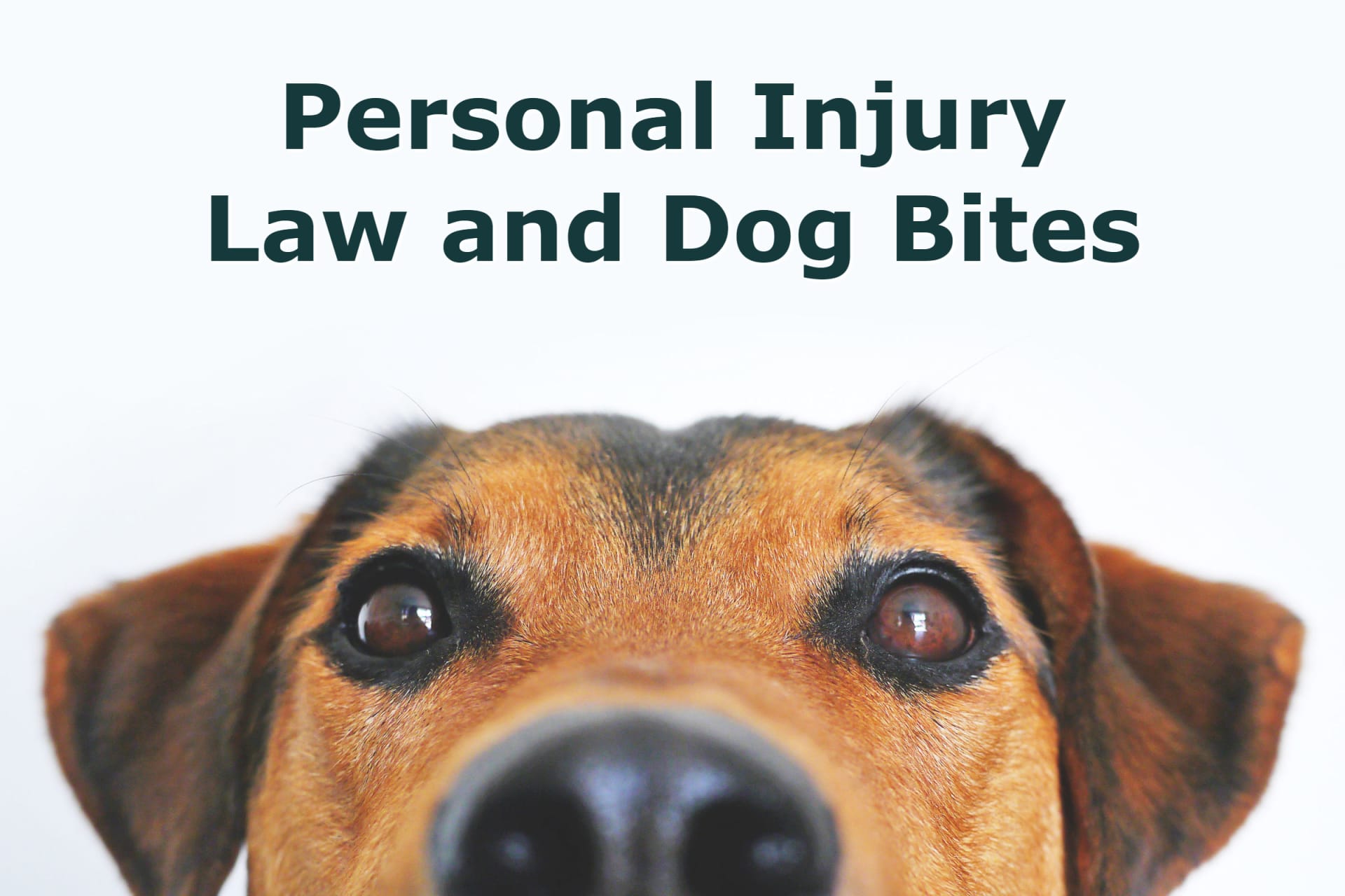 Personal Injury Law and Dog Bites Olmstead & Olmstead, PC