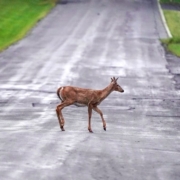 Staying safe with deer on the road